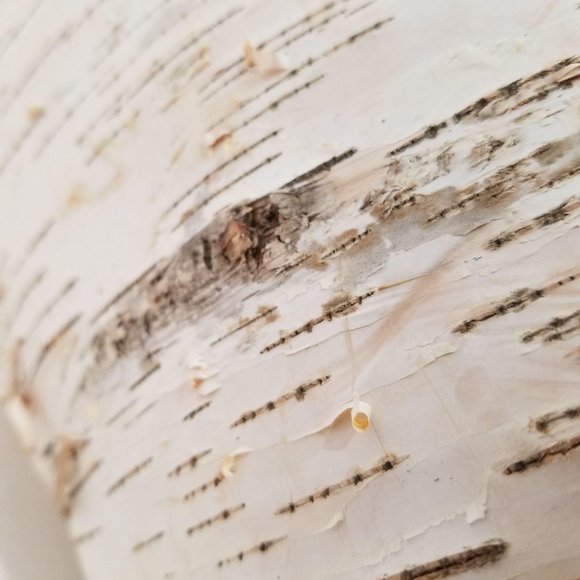 Handmade Birch Wood Garbage Can Native White Brown - Picture 9 of 14